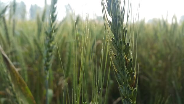 Closeup view of barley spikelets or rye in barley field. Green dried barley focused in large agricultural rural wheat field.