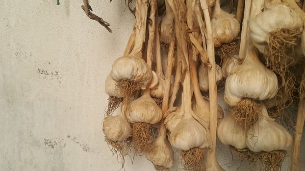 Garlic is aromatic and flavorful herb for consumption and use in spices and for medicinal purposes. Close-up view of dry garlic bulbs background.