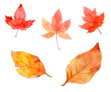 Collection of beautiful orange autumn leaves isolated on white background. Set of hand-painted in watercolor and brush on paper. Clipping path.