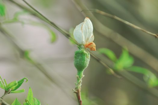 close up of growing apple with white flower