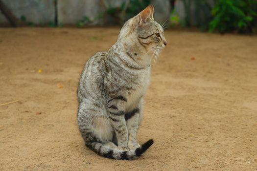 close up of The cat is sitting on the ground due to a shivering cold