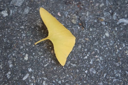 Ginkgo golden leaves on a grey color ground in autumn season. Autumn background