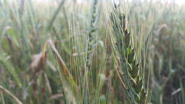 Closeup view of barley spikelets or rye in barley field. Green dried barley focused in large agricultural rural wheat field.