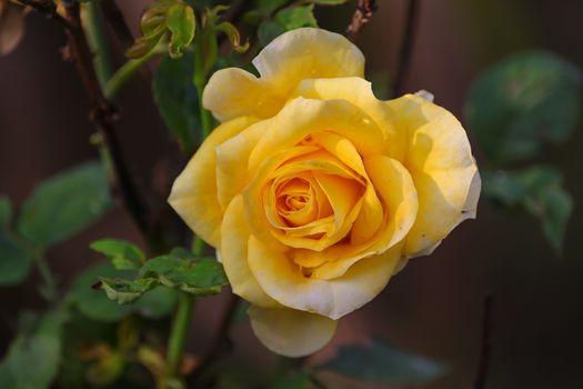 close up of yellow rose, flower head