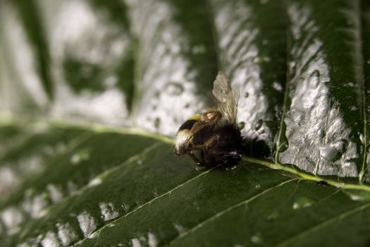 Nature alert concept: close up of a bumble bee (Bombus) dead in selective focus on a green leaf