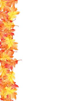 frame of red leaves in autumn concept  isolated on white background. Flat lay, top view, copy space.