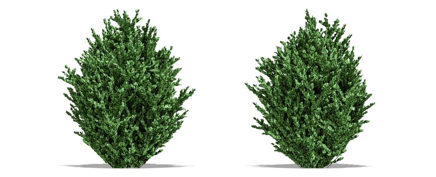 Beautiful tree isolated and cutting on a white background with clipping path.