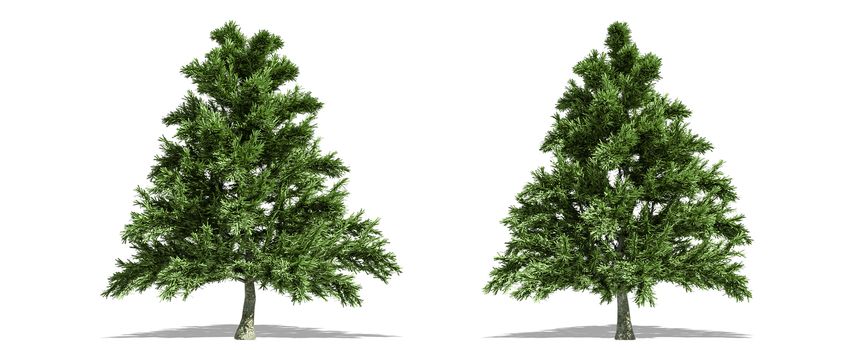 Beautiful tree isolated and cutting on a white background with clipping path.