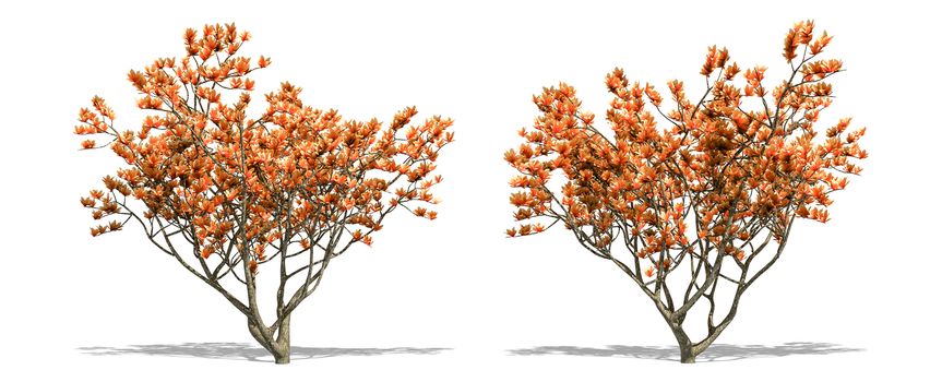 Beautiful tree isolated and cutting on a white background with clipping path.