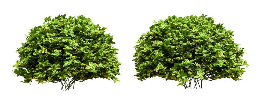 Beautiful tree isolated and cutting on a white background with clipping path.