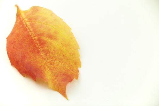 Autumn in orange: angle view close up of a Virginia creeper (Parthenocissus quinquefolia) leaf in shades of red and orange on a white background