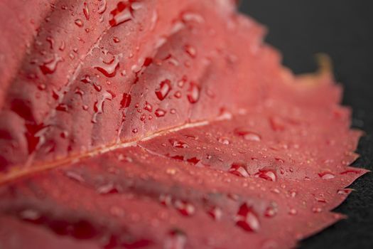 Autumn in orange: angled close up view of a red Virginia creeper (Parthenocissus quinquefolia) leaf with dewdrops in black background