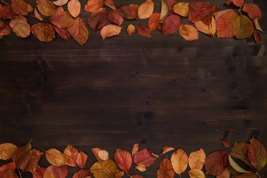 Autumn copy space: top view of red Virginia creeper (Parthenocissus quinquefolia) leaves in shades of red and orange on a dark brown wooden background