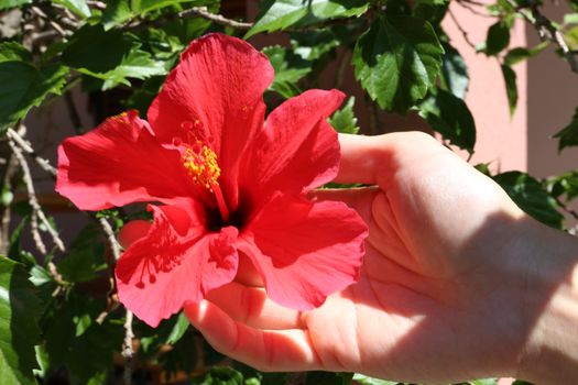 Woman's hand is holding a red hibiscus flower attached to the plant in her garden in full sunlight