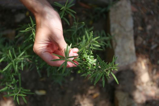 A young woman takes care of a rosemary plant with her hands in her vegetable garden