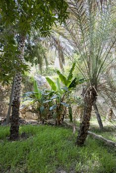 Palm grove and typical arabian garden in Wadi Bani Khalid, Sultanate of Oman. This kind of garden are very common in the region and they are using the water of the river passing just on the side or bringing from small canals up to the location they want.