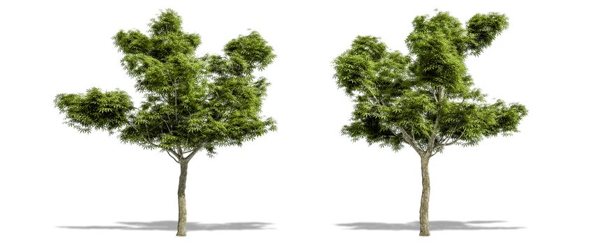 Beautiful tree isolated and cutting on a white background with clipping path.