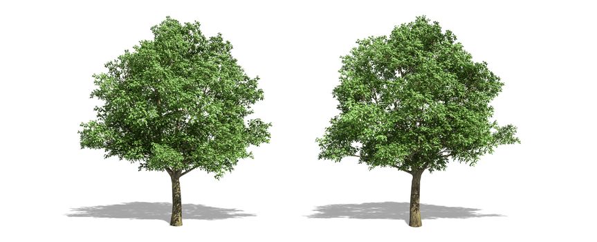 Beautiful Quercus robur tree isolated and cutting on a white background with clipping path.