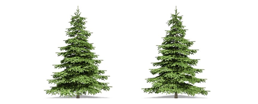 Beautiful Picea tree isolated and cutting on a white background with clipping path.