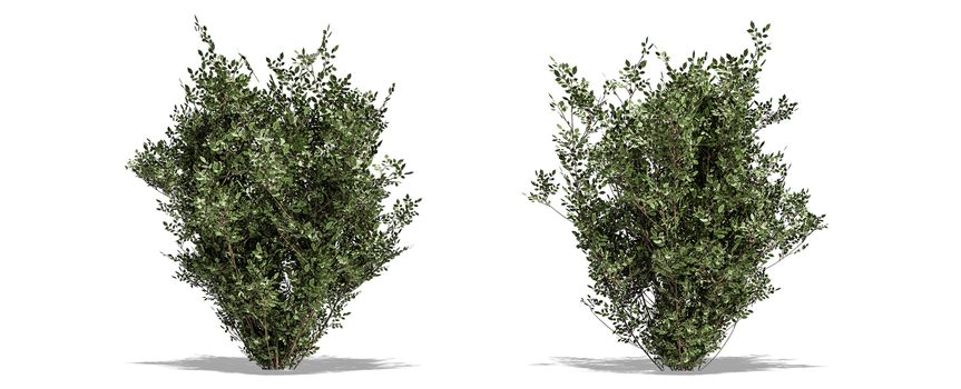 Beautiful tree isolated and cutting on a white background with clipping path.