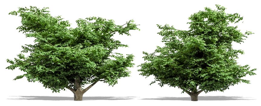 Beautiful tree isolated and cutting on a white background with clipping path.