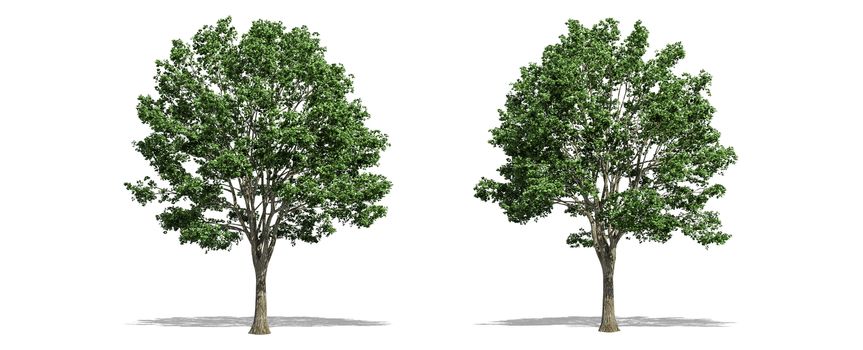 Beautiful Tilia tree isolated and cutting on a white background with clipping path.