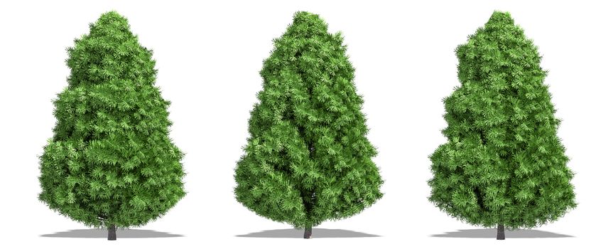 Beautiful tree isolated and cutting on a white background with clipping path.