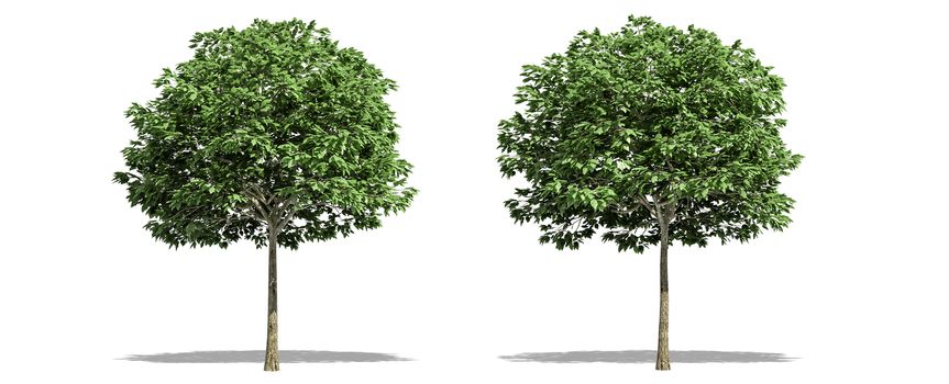 Beautiful Sorbus tree isolated and cutting on a white background with clipping path.