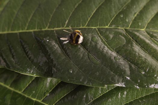 Nature alert concept: close up of a bumble bee (Bombus) dead in selective focus on a green leaf