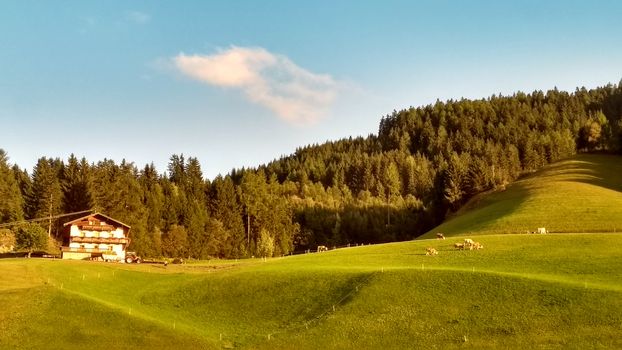 Tyrolean mountain panorama: a green valley with happy grazing cows and a small wooden hut at sunset