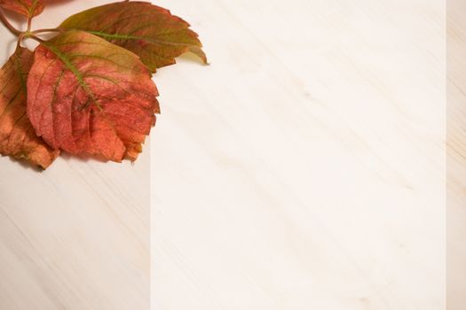 Angle view of red Virginia creeper (Parthenocissus quinquefolia) leaves in shades of red and orange on a white wooden background and white copy space