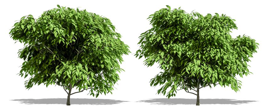 Beautiful tree isolated and cutting on a white background with clipping path.