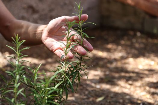 A young woman takes care of a rosemary plant with her hands in her vegetable garden