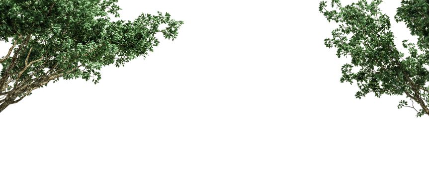 Beautiful foreground tree isolated and cutting on a white background with clipping path.