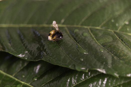 Nature alert concept: close up of a bumble bee (Bombus) dead in selective focus on a green leaf