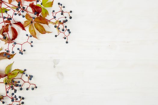 Autumn flat lay copy space: top view of Virginia creeper (Parthenocissus quinquefolia) red and orange leaves with black grapes on a white wooden background