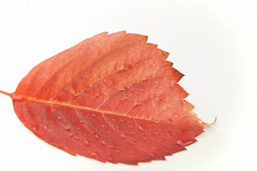 Autumn in orange: angled close up view of a red Virginia creeper (Parthenocissus quinquefolia) leaf with dewdrops on a white background