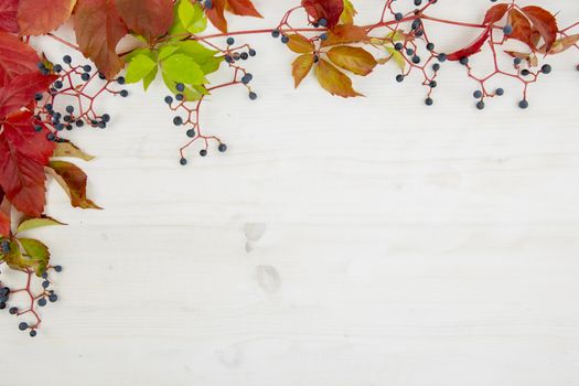 Autumn flat lay copy space: top view of Virginia creeper (Parthenocissus quinquefolia) red and orange leaves with black grapes on a white wooden background