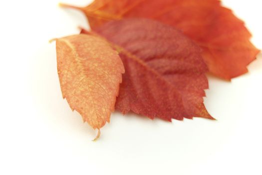 Autumn in orange: angle view close up of red Virginia creeper (Parthenocissus quinquefolia) leaves in shades of red and orange on white background