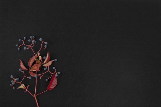 Autumn flat lay copy space: top view of Virginia creeper (Parthenocissus quinquefolia) red and orange leaves with black grapes on a black background