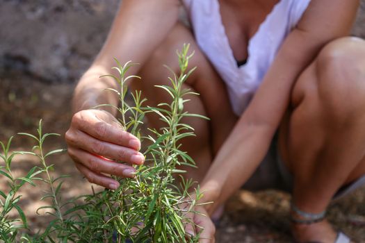 A young woman takes care of a rosemary plant with her hands in her vegetable garden