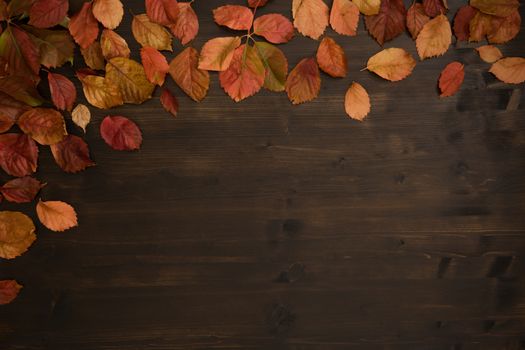 Autumn copy space: top view of red Virginia creeper (Parthenocissus quinquefolia) leaves in shades of red and orange on a dark brown wooden background