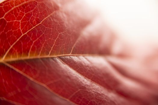 Autumn in orange: macro close up view of a red Virginia creeper (Parthenocissus quinquefolia) leaf on white background