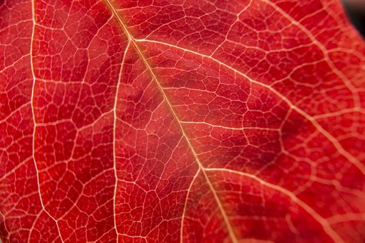 Autumn in orange: macro close-up view of a red Virginia Creeper (Parthenocissus quinquefolia) leaf with foreground veins