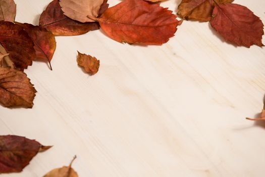 Autumn copy space: angle view of red Virginia creeper (Parthenocissus quinquefolia) leaves in shades of red and orange on a white wooden background