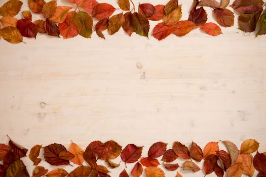 Autumn copy space: angle view of red Virginia creeper (Parthenocissus quinquefolia) leaves in shades of red and orange on a white wooden background