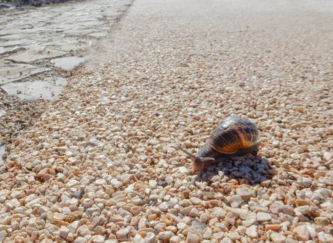 Harshness of life concept: slowly the difficulties are faced and resolved. A snail on pebbles, where it is difficult to slip