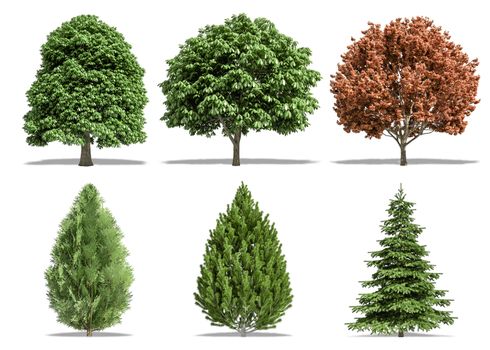 Beautiful collection tree isolated and cutting on a white background with clipping path.