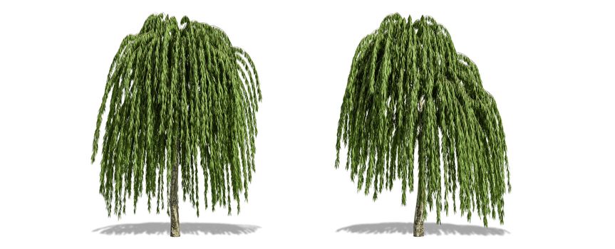 Beautiful tree isolated and cutting on a white background with clipping path.