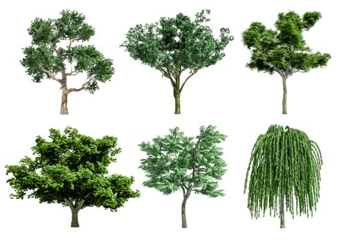 Beautiful collection tree isolated and cutting on a white background with clipping path.